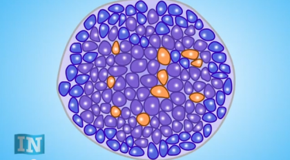 INTV: A Safe House For Islets