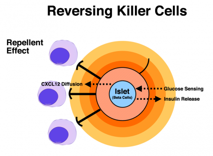 Putting Killer Cells in Reverse: The Hidden Power of CXCL12