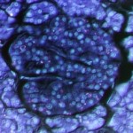 Liver hormone offers hope for diabetes treatment