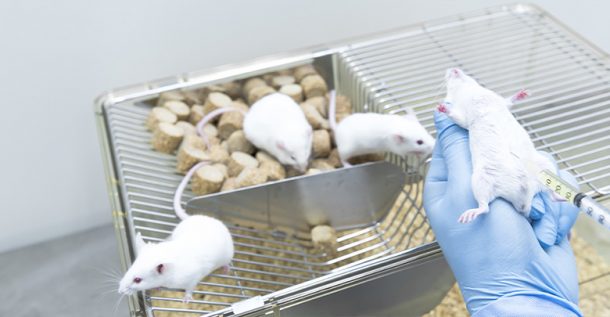 Should We Be Excited About ‘Curing’ T1D in Mice?