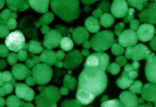 Human islet-like organoids express insulin, which is indicated by the green color.
